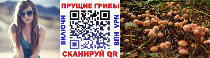 Галлюциногенные грибы Cubensis  Череповец 