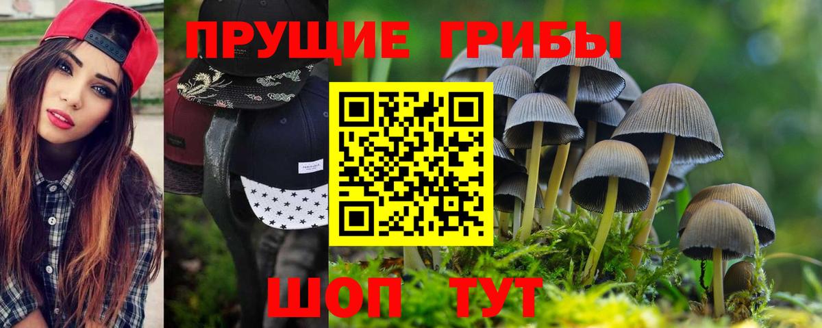 Псилоцибиновые грибы Psilocybe Череповец